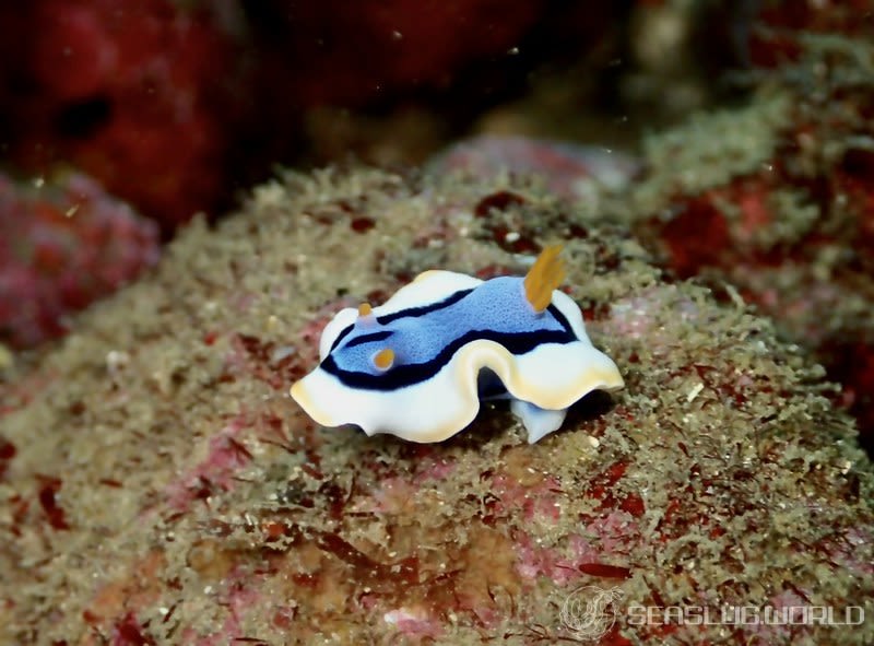 アンナウミウシ Chromodoris annae