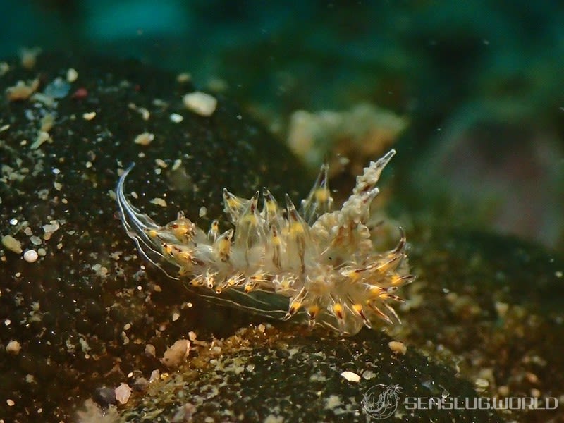 コヤナギウミウシ Janolus toyamensis