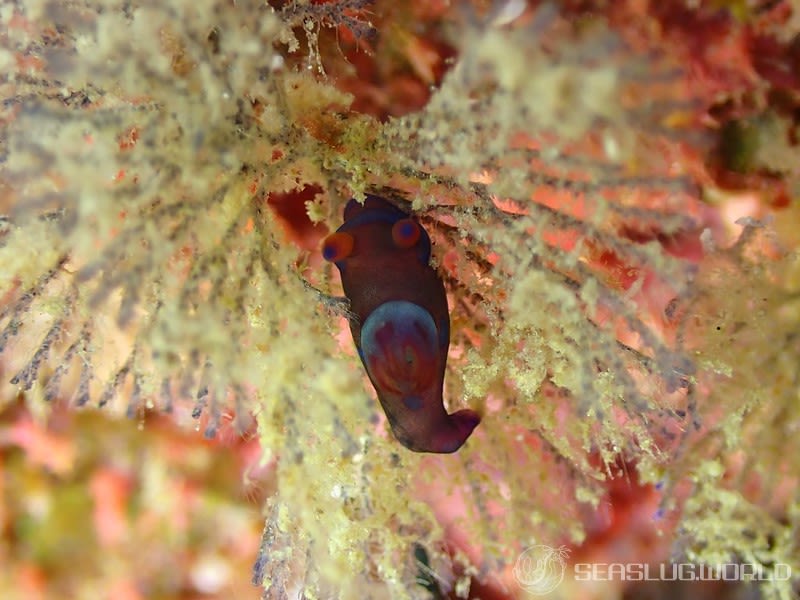 ミドリリュウグウウミウシ Tambja morosa