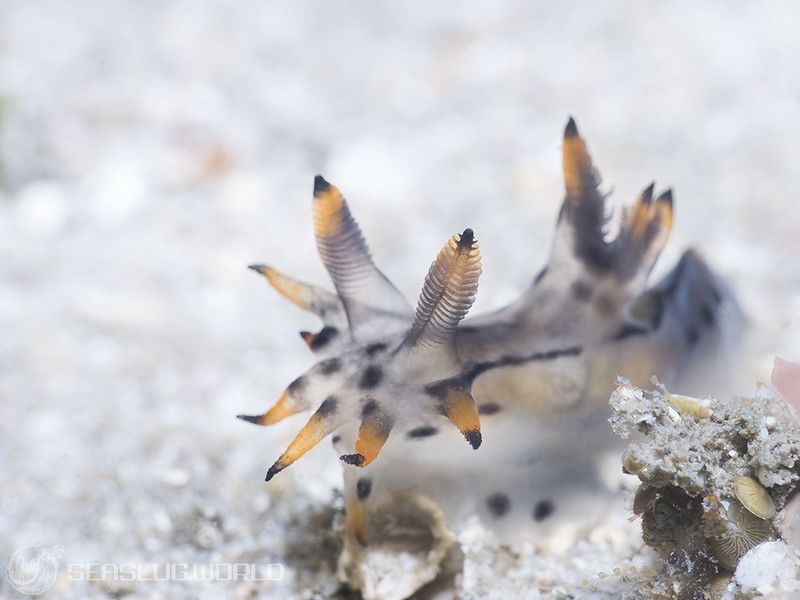 フジタウミウシ属の一種 2 Polycera sp. 2