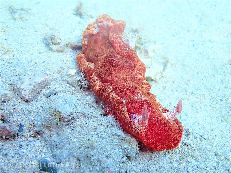 ミカドウミウシ Hexabranchus lacer