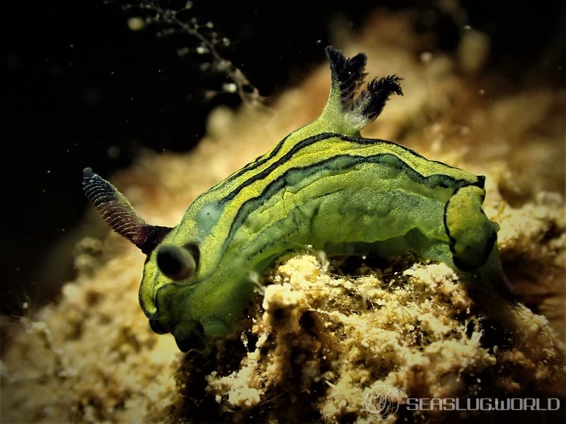 オオクチリュウグウウミウシ Tyrannodoris sp. 1