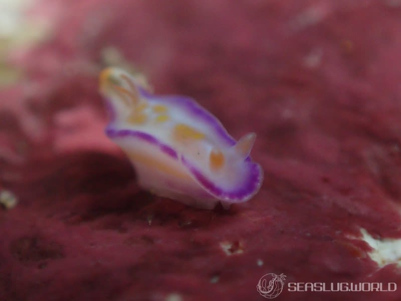 テヌウニシキウミウシ Ceratosoma tenue