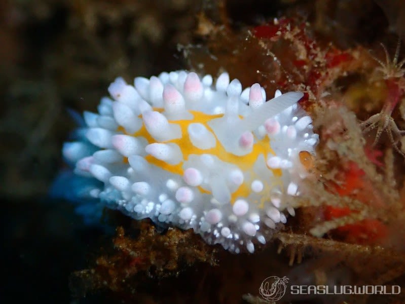 ニセイガグリウミウシ Cadlinella subornatissima