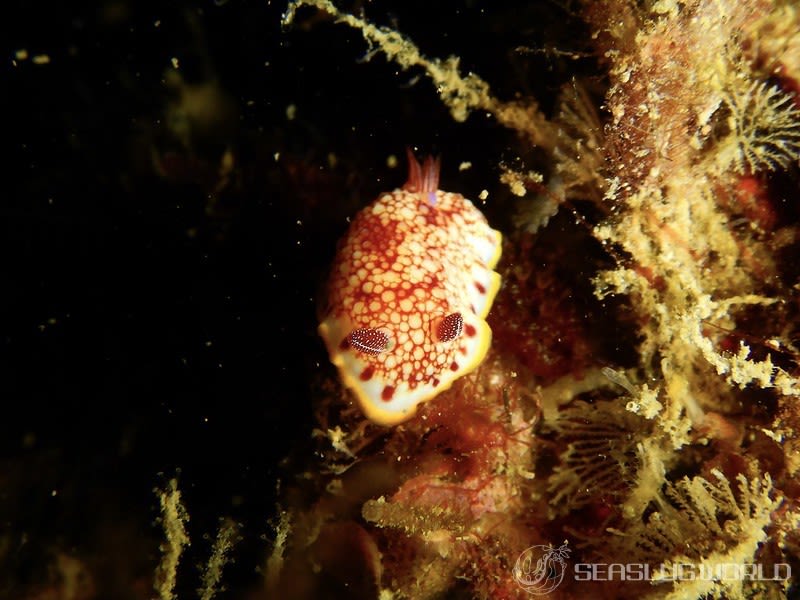 サラサウミウシ Goniobranchus sp.16