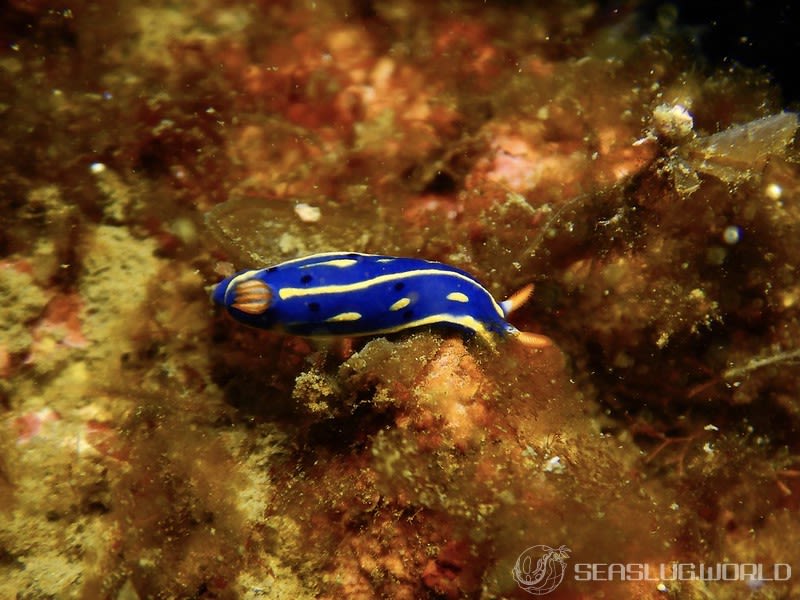 アオウミウシ Hypselodoris festiva