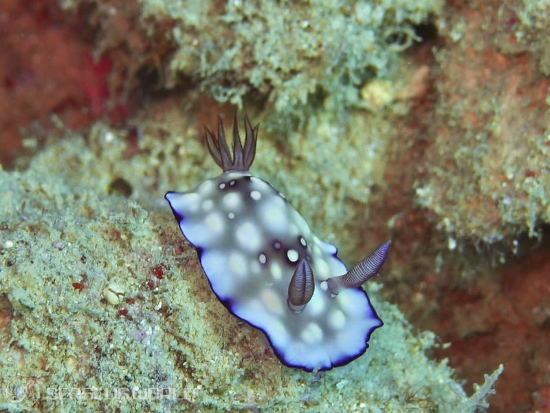 ユウグレイロウミウシ Goniobranchus hintuanensis