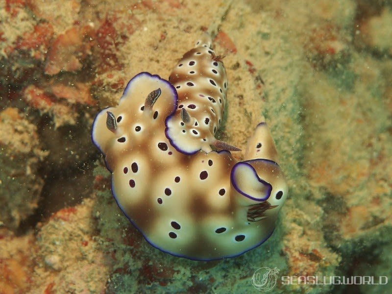 マダライロウミウシ Hypselodoris tryoni