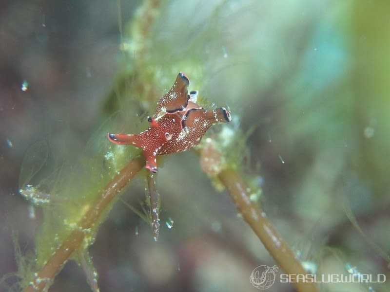 クロヘリアメフラシ Aplysia japonica