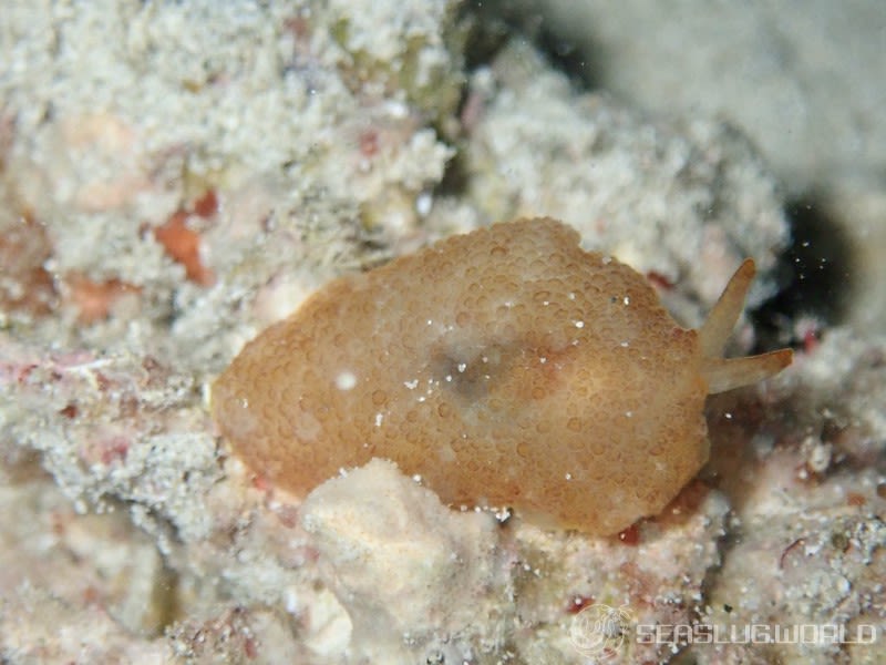 カメノコフシエラガイ Pleurobranchus peronii