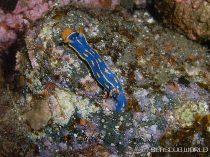 アオウミウシ Hypselodoris festiva