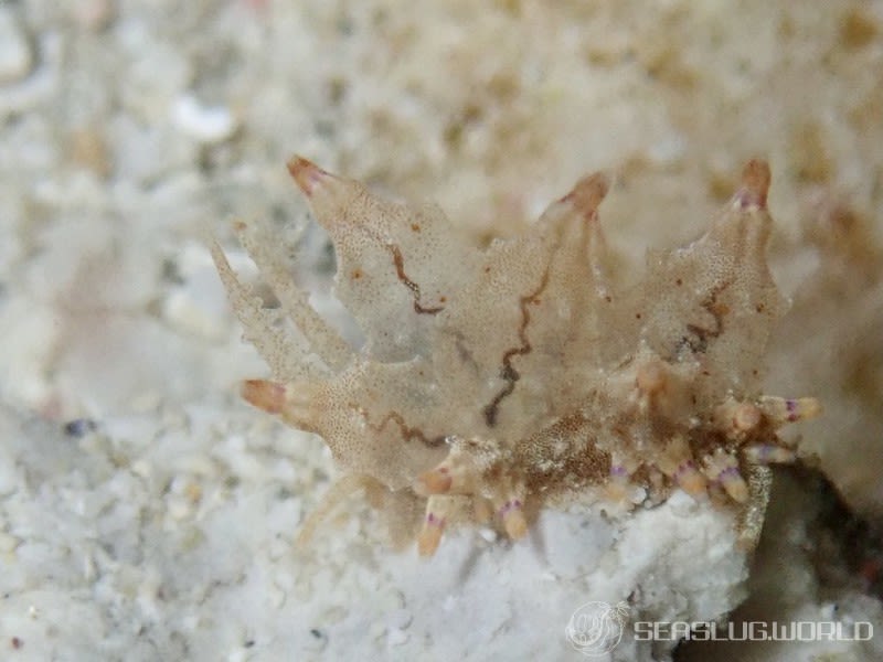 ツノワホリミノウミウシ Eubranchus mandapamensis