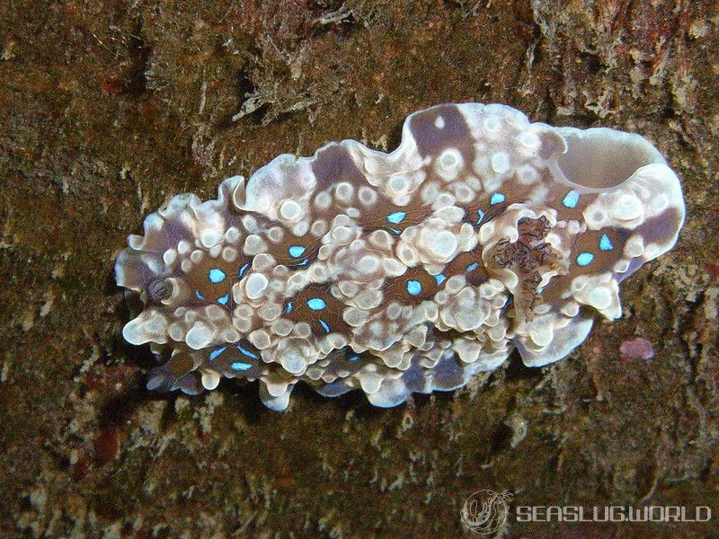 ミヤコウミウシ Dendrodoris krusensternii