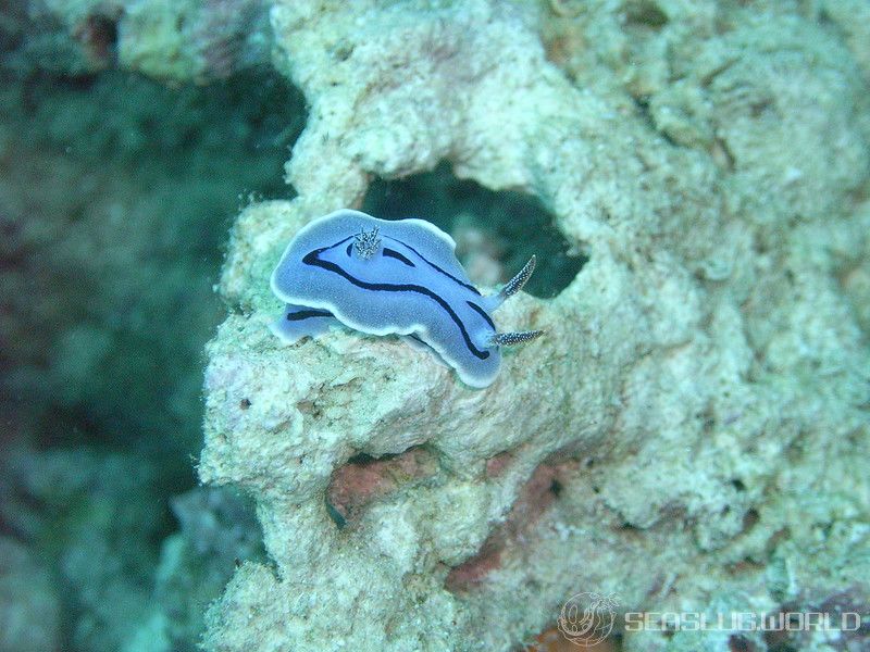 ミゾレウミウシ Chromodoris willani