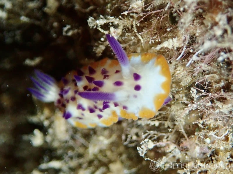 レンゲウミウシ Mexichromis multituberculata