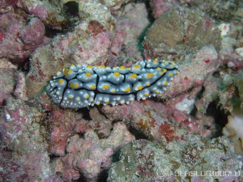 ツノキイボウミウシ Phyllidia elegans