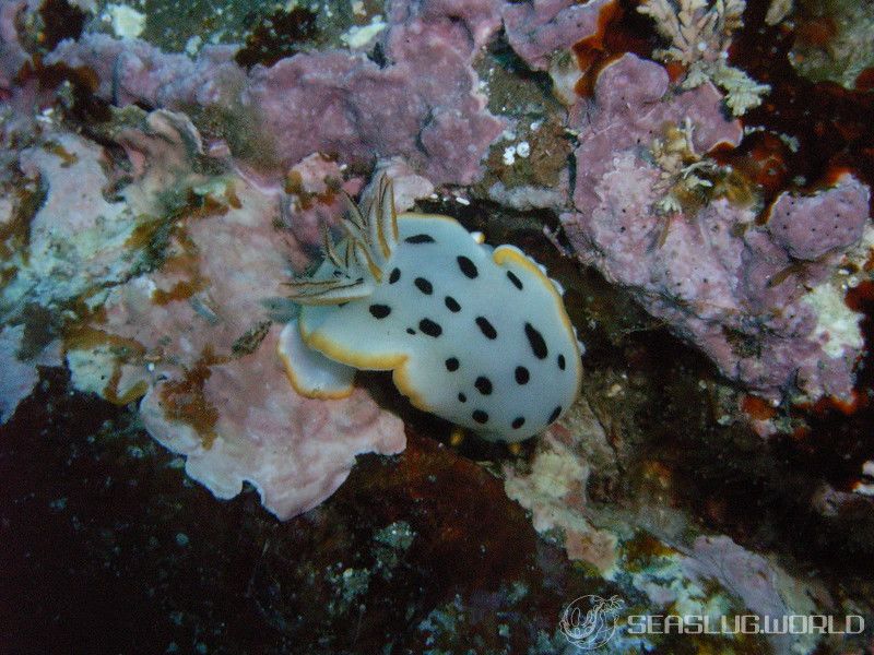 シロウミウシ Goniobranchus orientalis