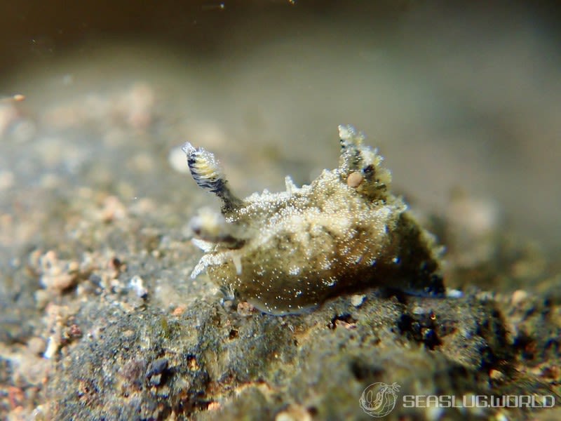 フジタウミウシ属の一種 4 Polycera sp. 4