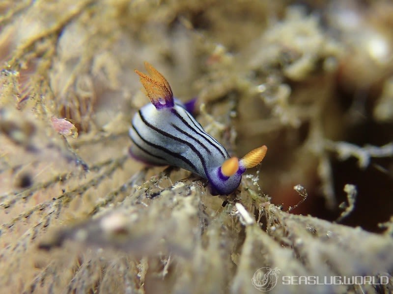 クロスジリュウグウウミウシ Nembrotha sp. 5