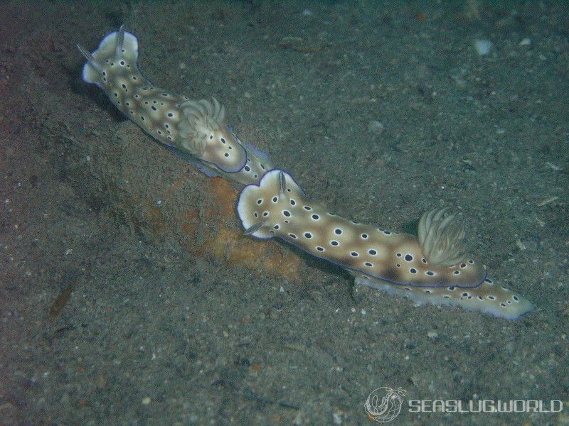 マダライロウミウシ Hypselodoris tryoni