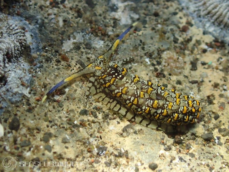 カスミミノウミウシ属の一種 10 Cerberilla sp.10