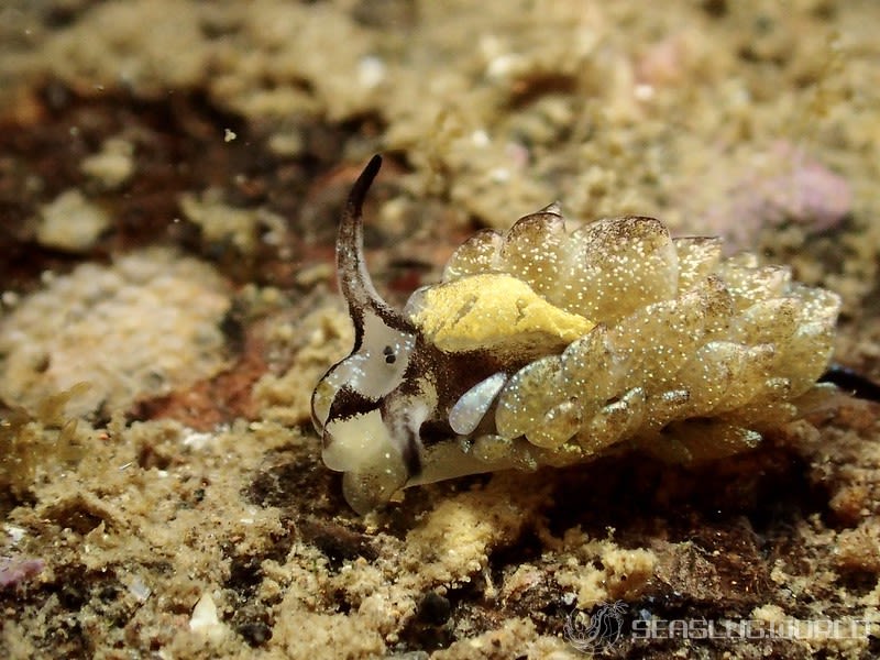 オオアリモウミウシ Costasiella formicaria