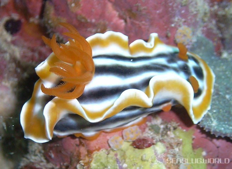 シライトウミウシ Chromodoris magnifica