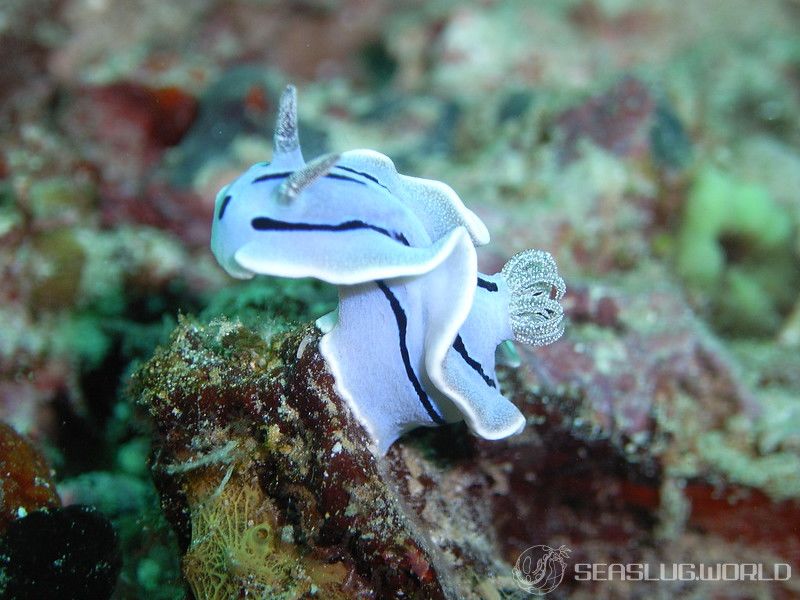 ミゾレウミウシ Chromodoris willani