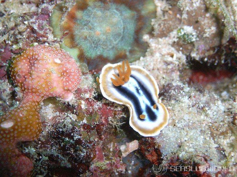 シライトウミウシ Chromodoris magnifica