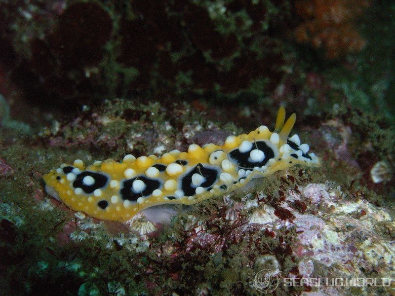 キイロイボウミウシ Phyllidia ocellata