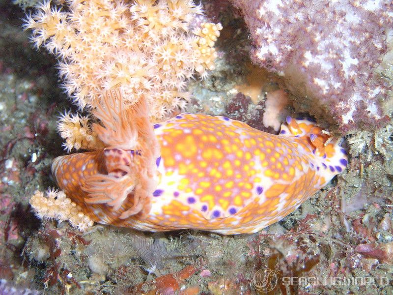 ニシキウミウシ Ceratosoma trilobatum