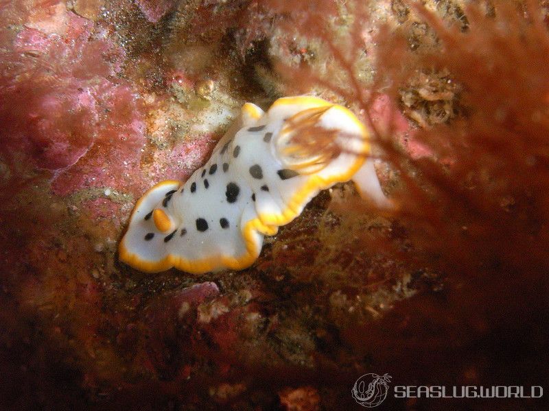 シロウミウシ Goniobranchus orientalis