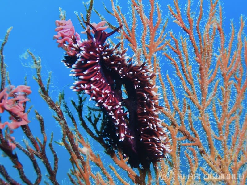 スミゾメミノウミウシ Protaeolidiella atra