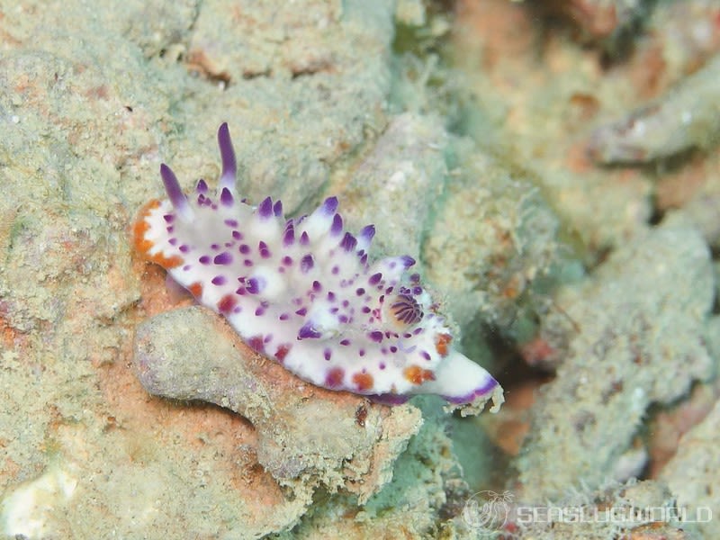 レンゲウミウシ Mexichromis multituberculata