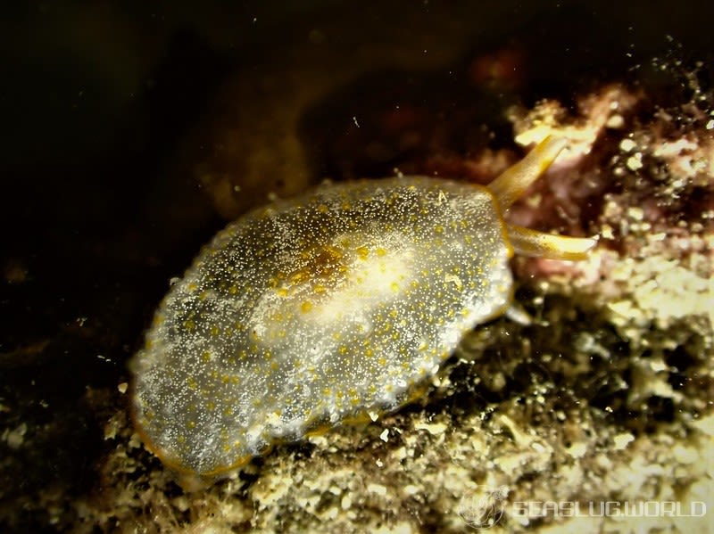 カメノコフシエラガイ Pleurobranchus peronii