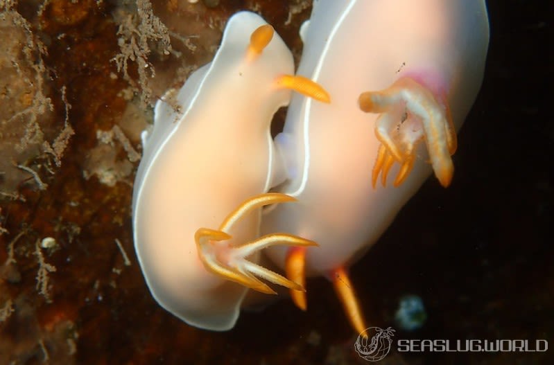 ゾウゲイロウミウシ Hypselodoris bullockii