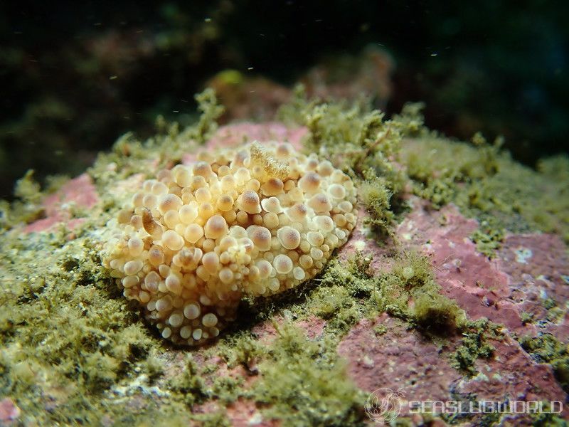 マンリョウウミウシ Carminodoris armata