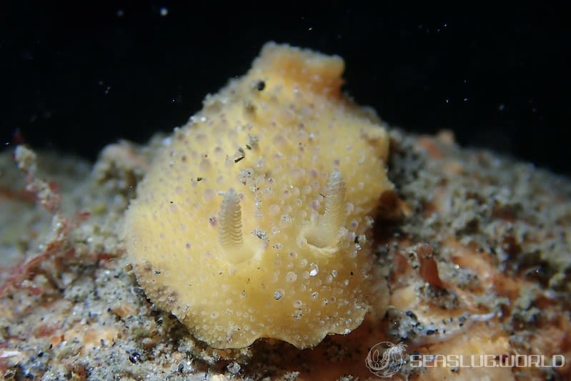 ヤマトウミウシ Homoiodoris japonica