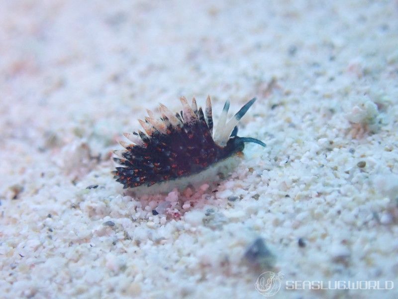 ホリミノウミウシ属の一種 14 Eubranchus sp.14