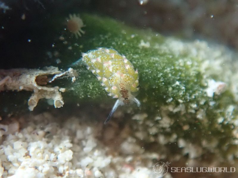 クサイロモウミウシ Costasiella paweli