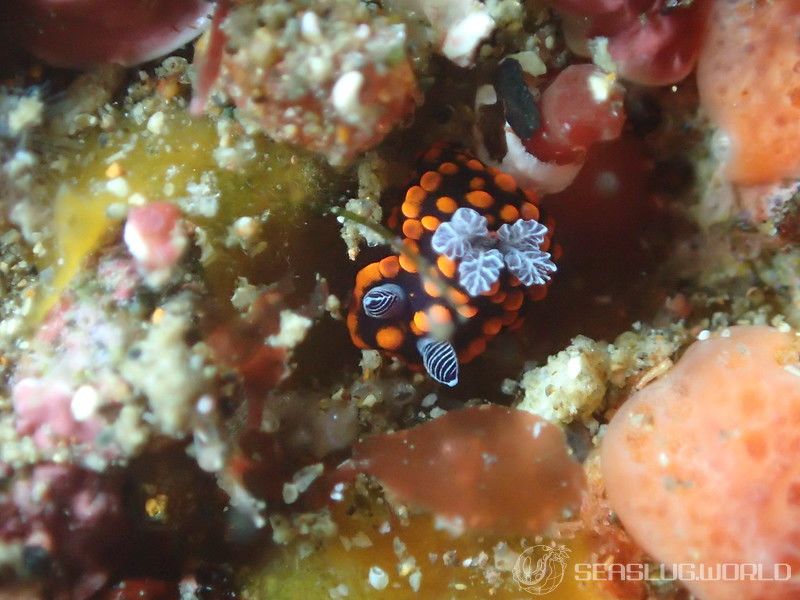 クロスジリュウグウウミウシ属の一種 3 Nembrotha sp. 3