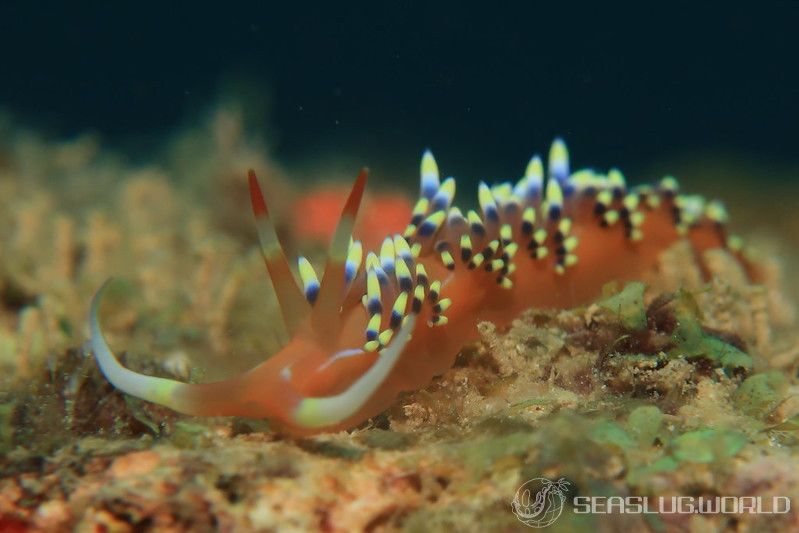 ヒブサミノウミウシ Caloria indica