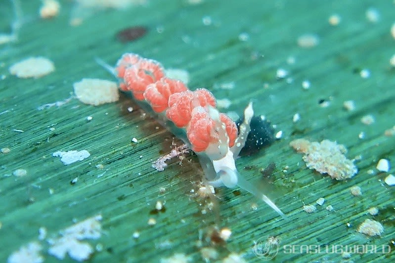 チゴミノウミウシ Favorinus japonicus