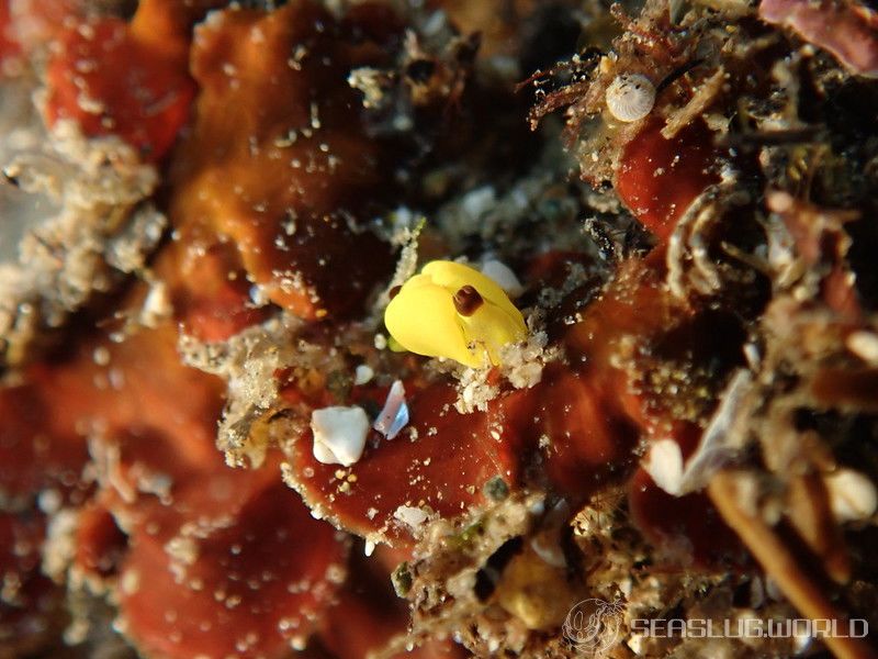 キイロウミコチョウ Siphopteron flavum