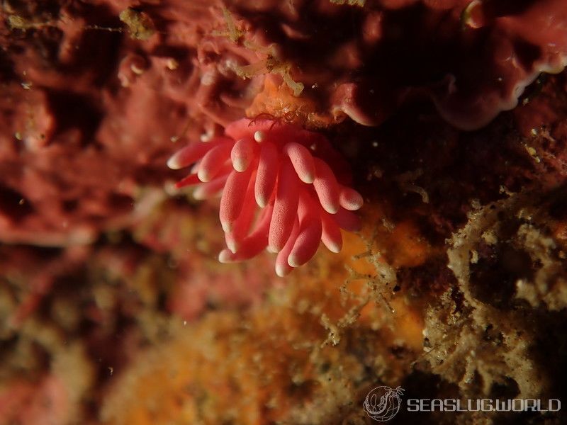 ヒロウミウシ Ceratodoris hiroi