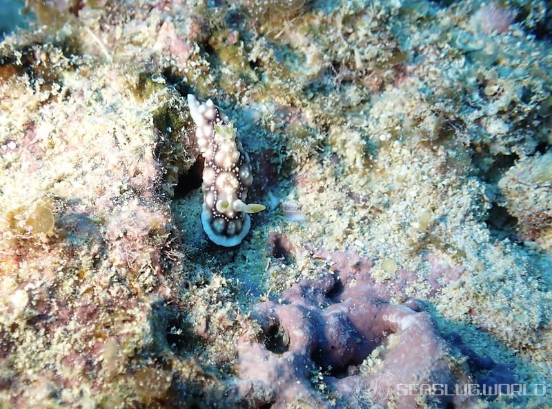 キカモヨウウミウシ Goniobranchus geometricus