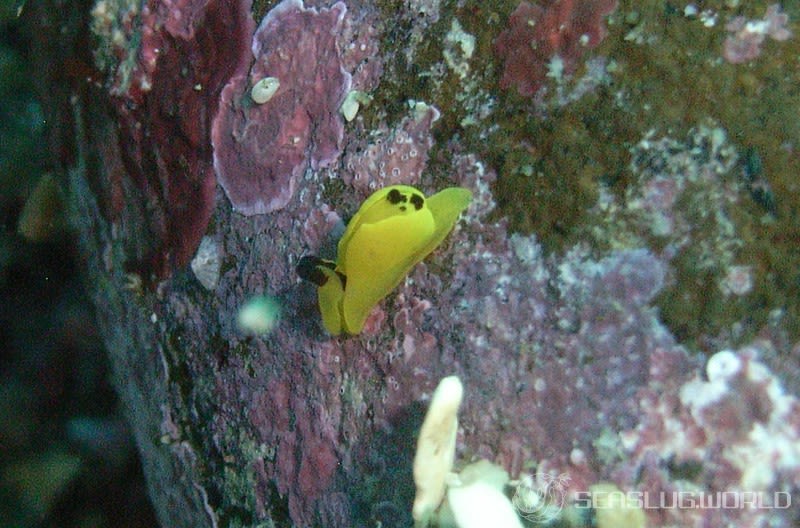 キイロウミコチョウ Siphopteron flavum