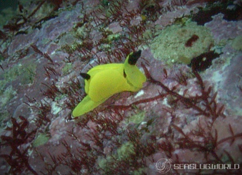 キイロウミコチョウ Siphopteron flavum