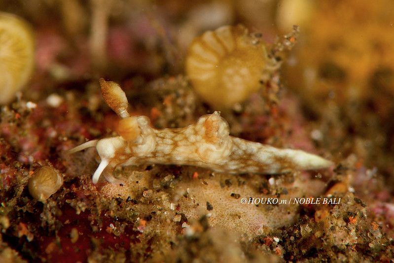 トラパニア・レティクラータ Trapania reticulata