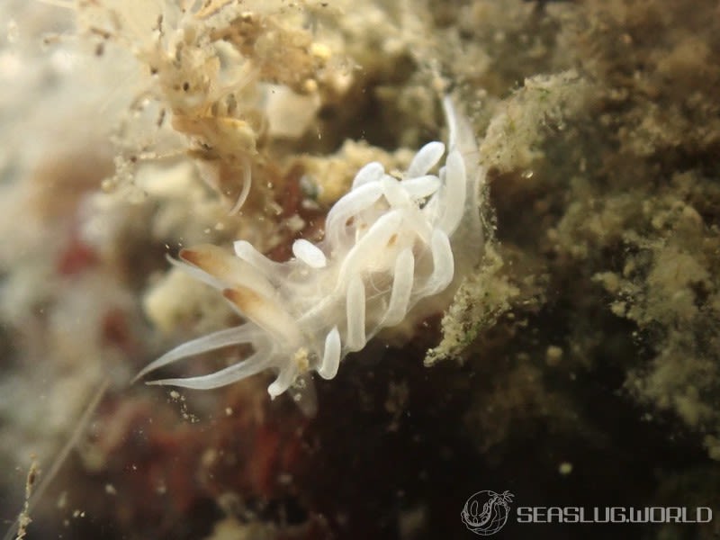 セラトドーリス・テヌイフィブラータ Ceratodoris tenuifibrata